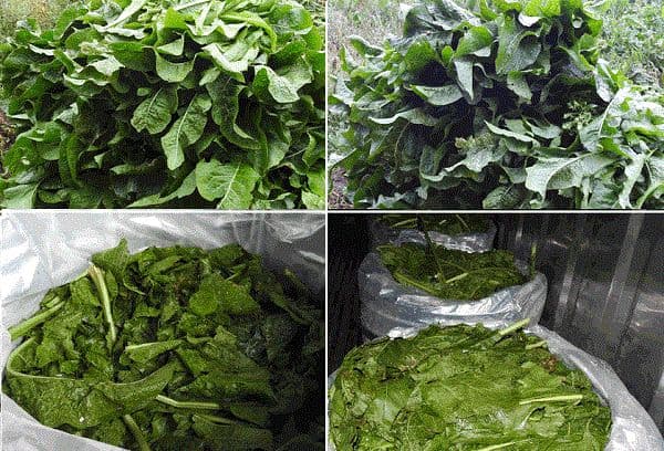 Harvesting horseradish leaves