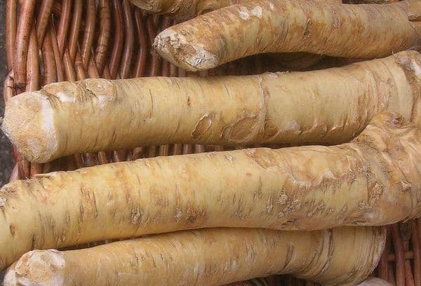 Horseradish root