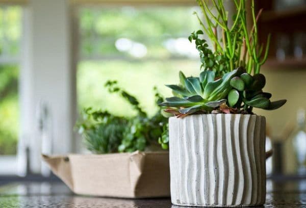 Is it possible to put flowers on the refrigerator: the pros and cons