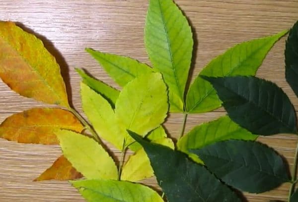 Herbarium Leaves