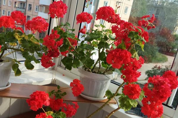 Loggia pots on the loggia