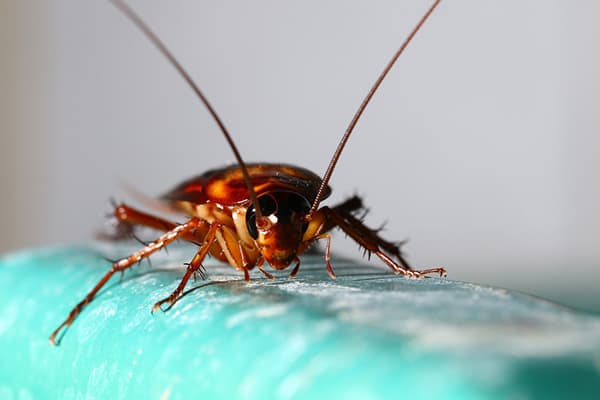 Red cockroach