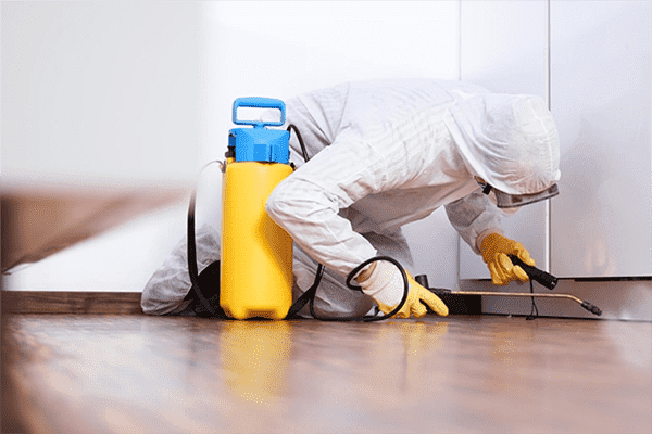 Disinfector processes the apartment from cockroaches