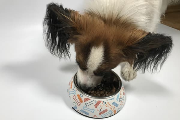Dog eats food from a bowl