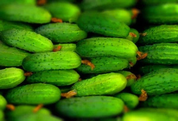 fresh cucumbers