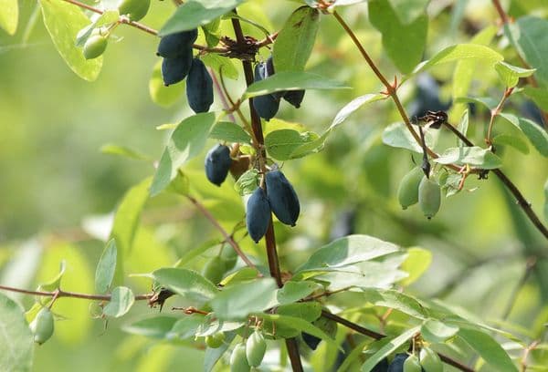 Honeysuckle fruits