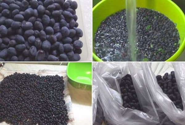 Honeysuckle Freezing Procedure