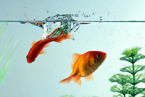 Goldfish in the aquarium
