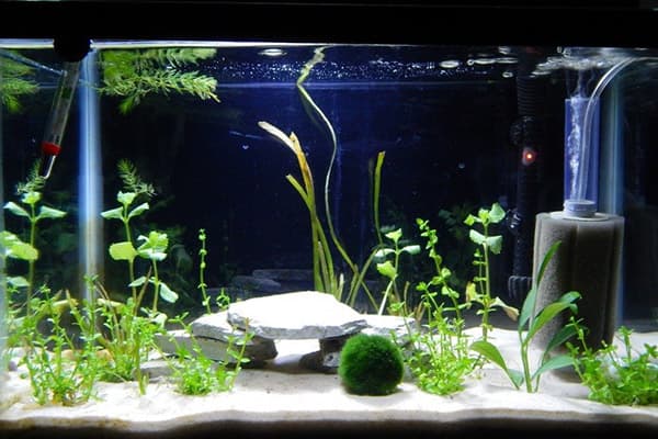 Soil and algae in the aquarium