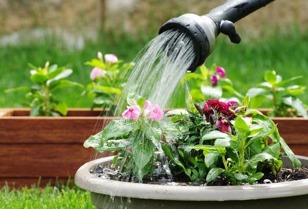 Watering flowers