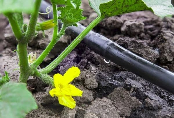 Drop watering of cucumbers