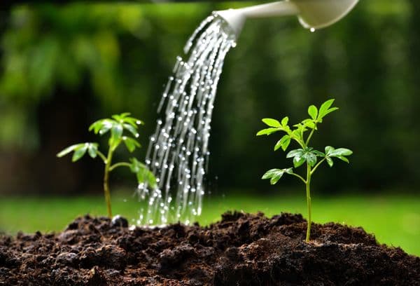 Watering tomato sprouts