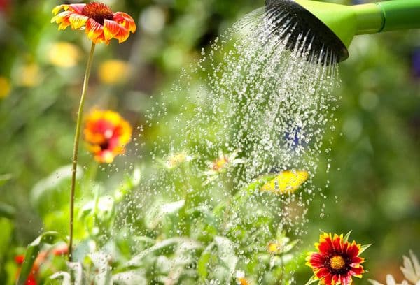 Watering flowers