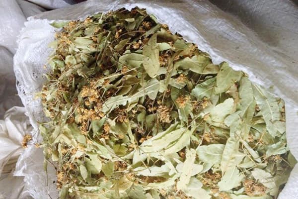 Dried linden blossom