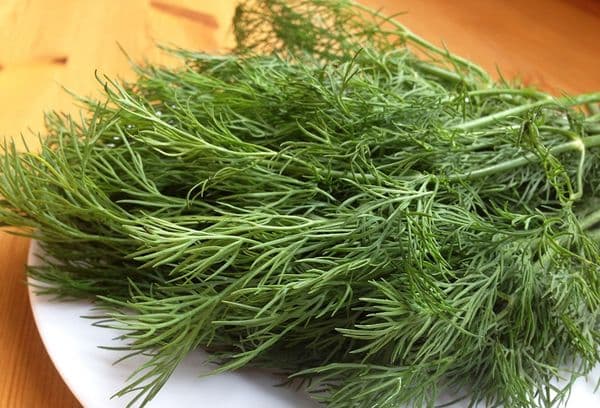dill for drying