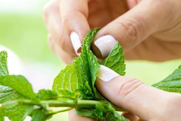 Fresh mint