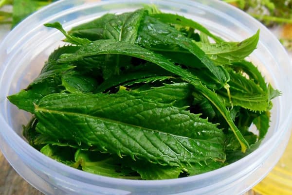 Mint leaves in a plastic container