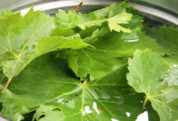 Leaf washing