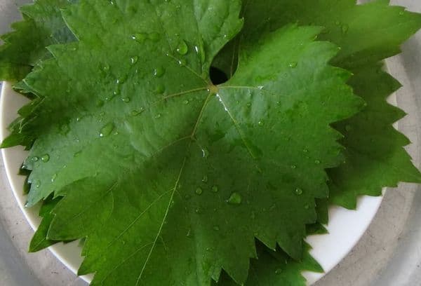 Rinsing and pruning leaves