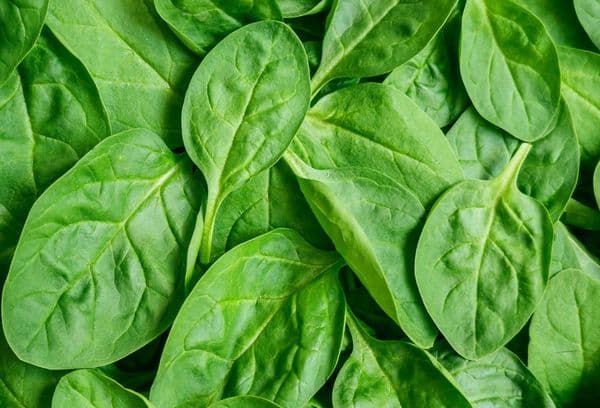 Fresh spinach