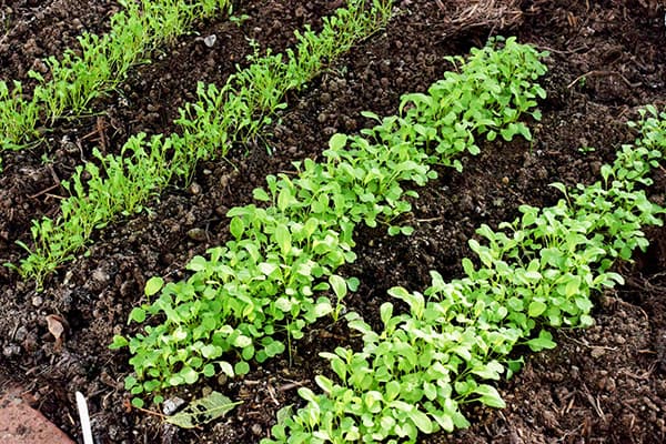 Shoots of lettuce on the beds