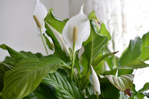 Flower female happiness