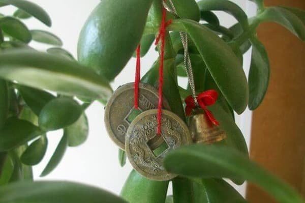 Money Tree