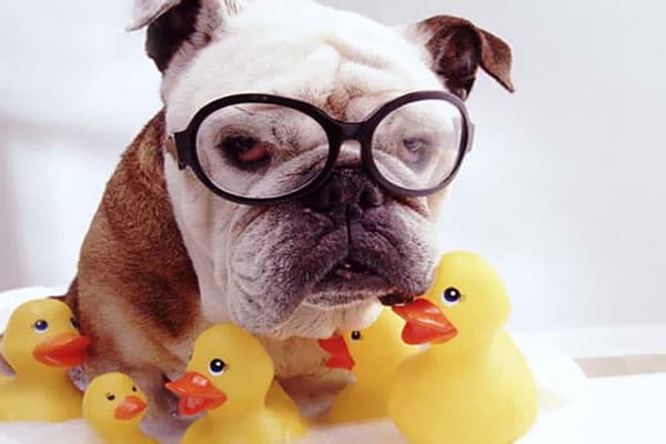 Dog with rubber ducks