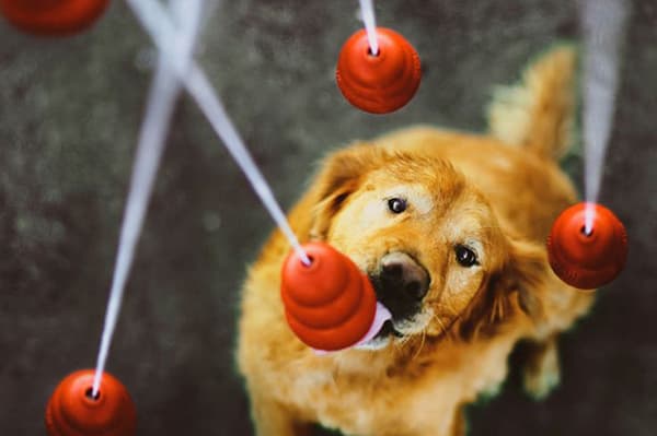 Dog toys