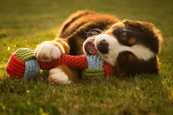 Puppy playing with a rope toy