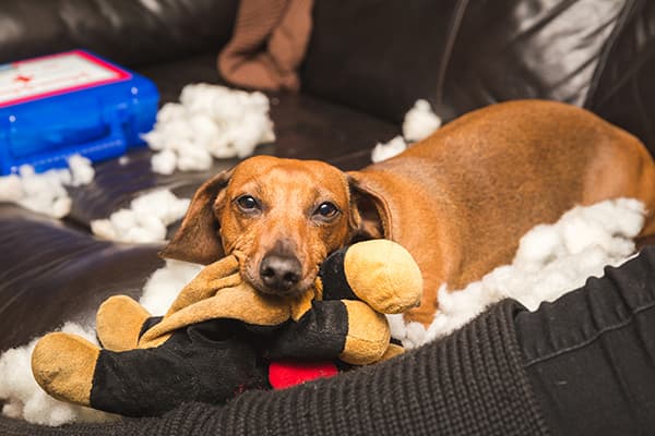 Dachshund with a soft toy