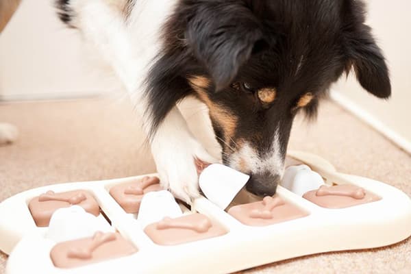 Dog with educational toy