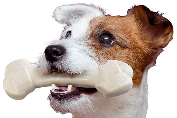 Dog with a chewing toy