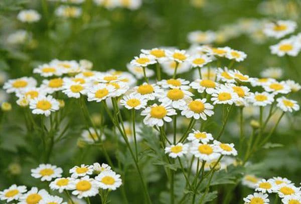 Camomile in the field