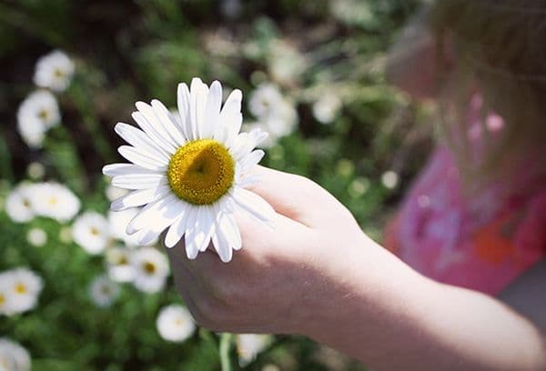 Chamomile petals