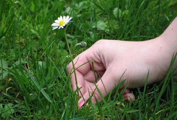 Picking daisies