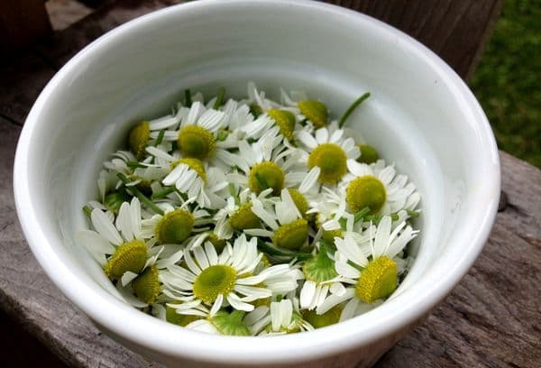 Chamomile heads