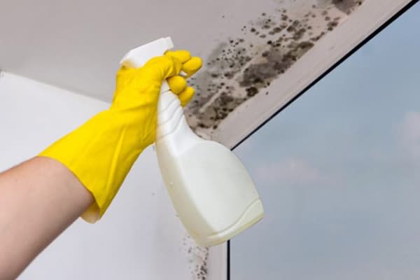 Mold remedy