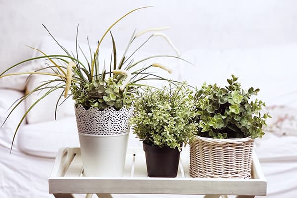 Plants in a bright interior