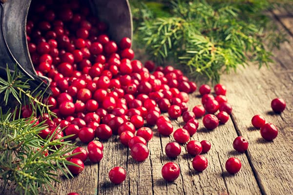 Lingonberry