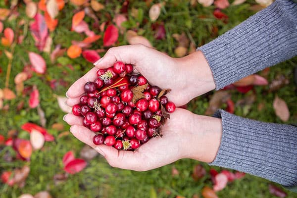 Handful of lingonberries