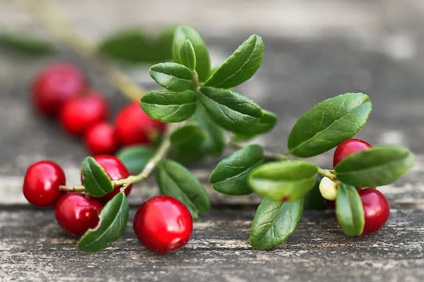 Lingonberry twig