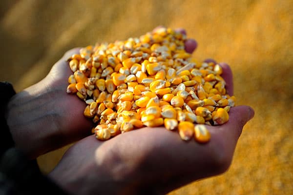 Corn kernels