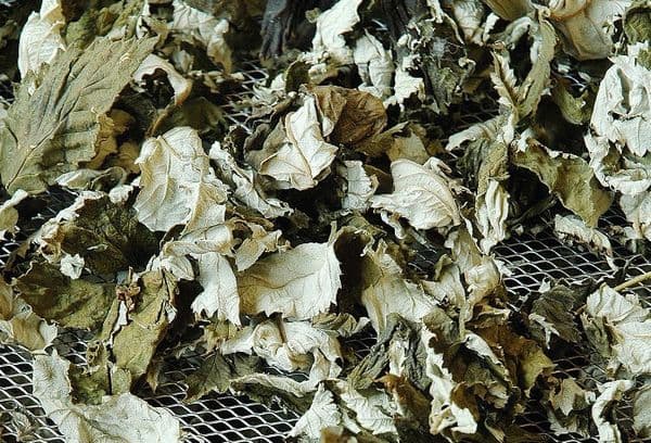 Drying Currant Leaves