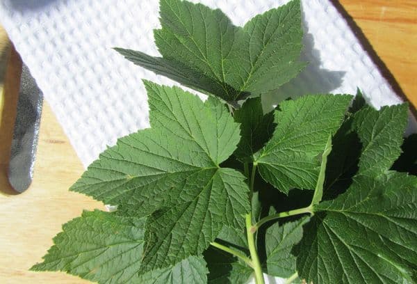 Fresh currant leaves