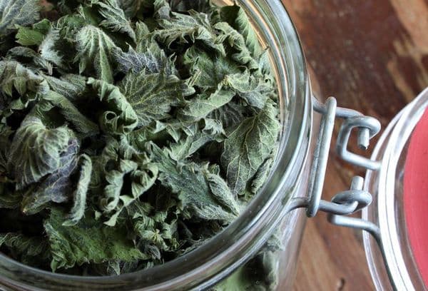 Dried currant leaves in a glass jar