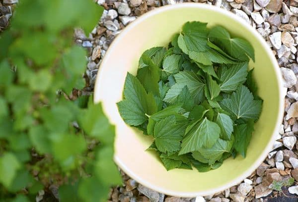 Currant leaf collection