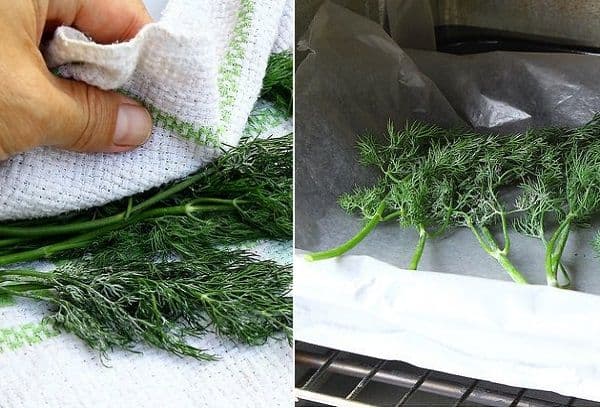 Drying dill in the oven