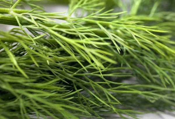 Fresh dill