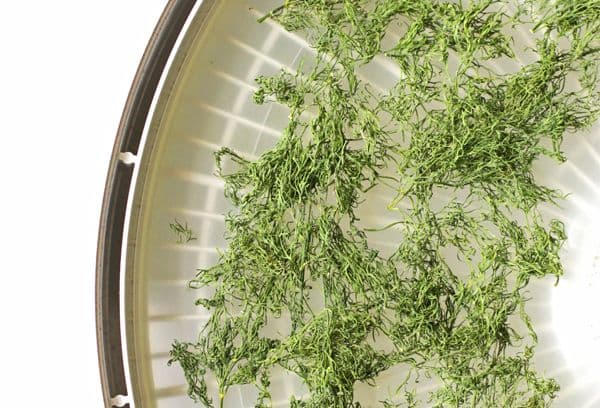 Drying dill on a mesh pan